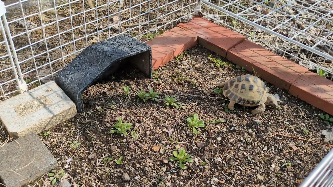 久しぶりのお外　　　　　　　　　　　　　　　#ちーこ #みーこ #るーこ  #リクガメ #亀 #ロシアリクガメ #フォルスフィールド #癒し #turtle #cute #animals  #pets