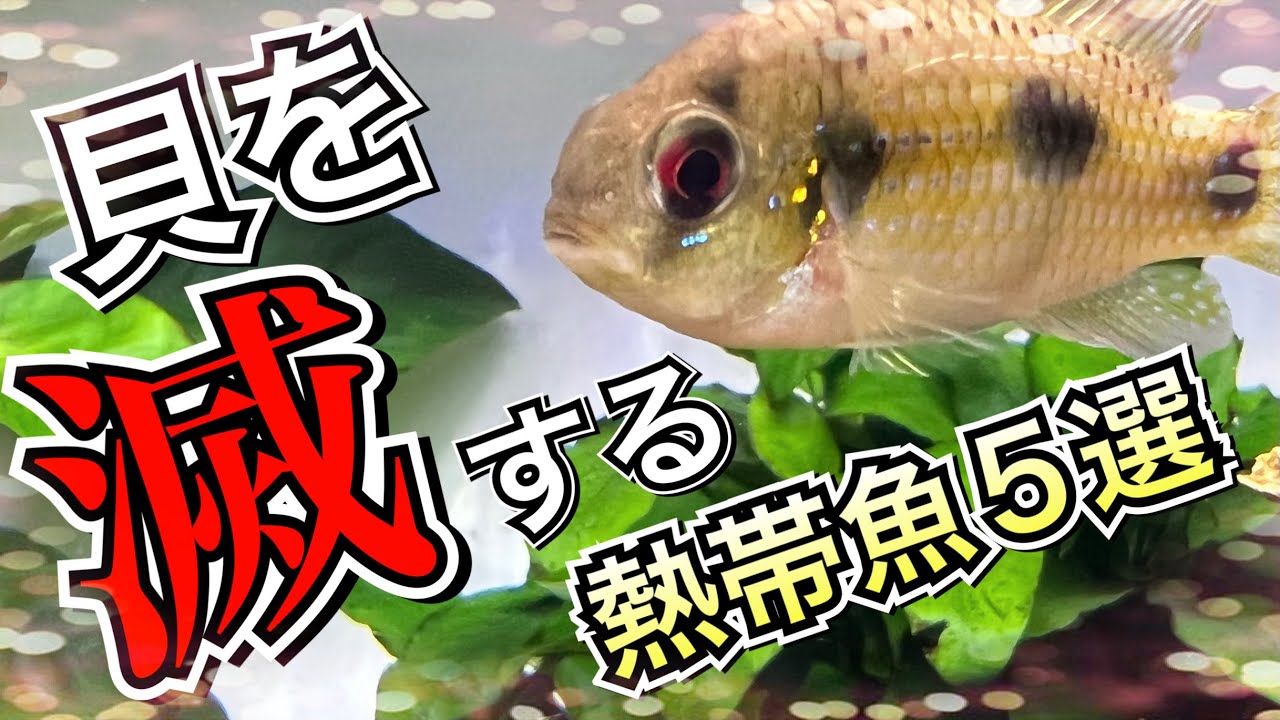 【スネール対策】厄介な貝を跡形もなく食べ尽くす熱帯魚5選【淡水魚 アクアリウム】