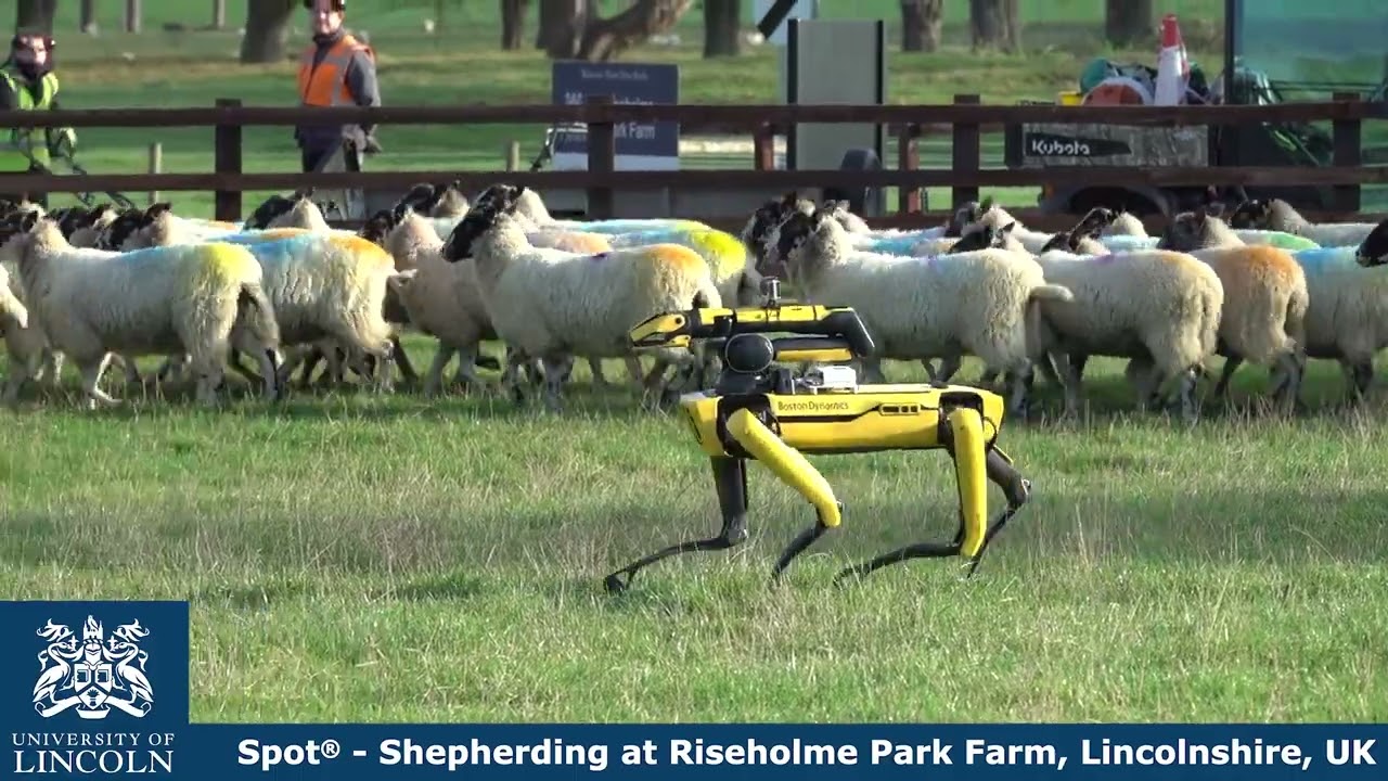An Exploratory Study on the Use of Robot Dogs in Shepherding