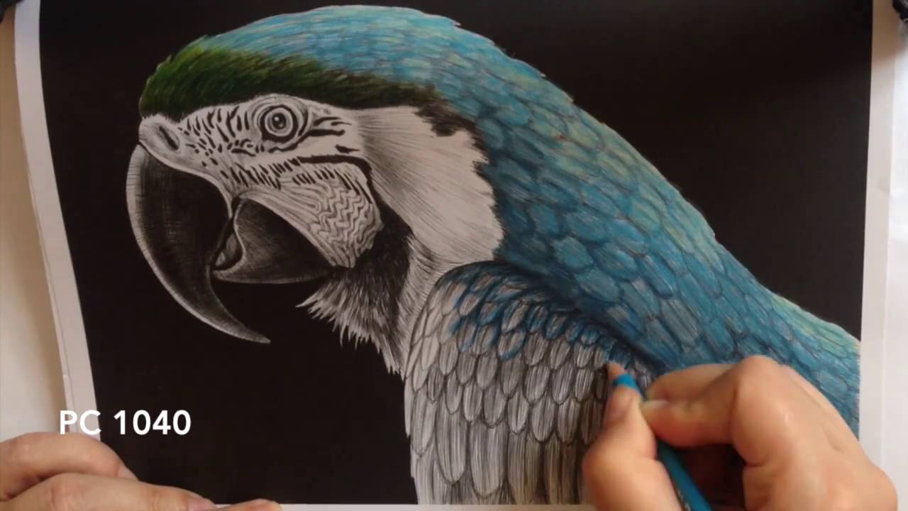 How to colour Macaw - Intricate Ink Animals in Detail by Tim Jeffs
