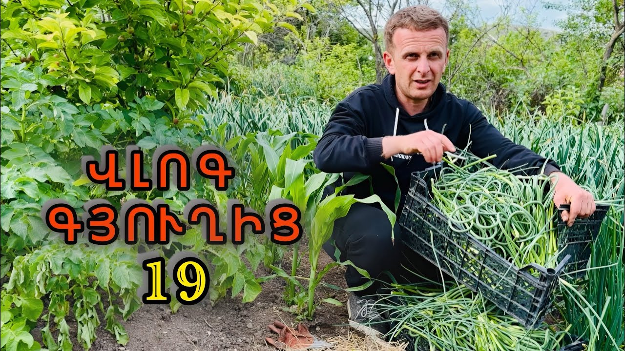 ՎԼՈԳ ԳՅՈՒՂԻՑ 19 - Հավաքում ենք սխտորի միջուկը - Ճտերը հիվանդացել են