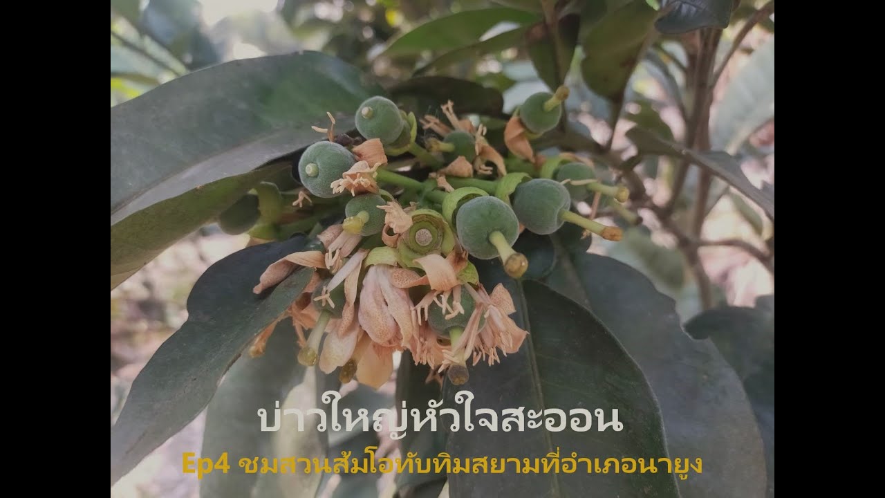 บ่าวใหญ่หัวใจสะออน Ep4 ชมสวนส้มโอทับทิมสยามที่ไร่ไชยศรีอำเภอนายูง@บ่าวใหญ่หัวใจสะออน