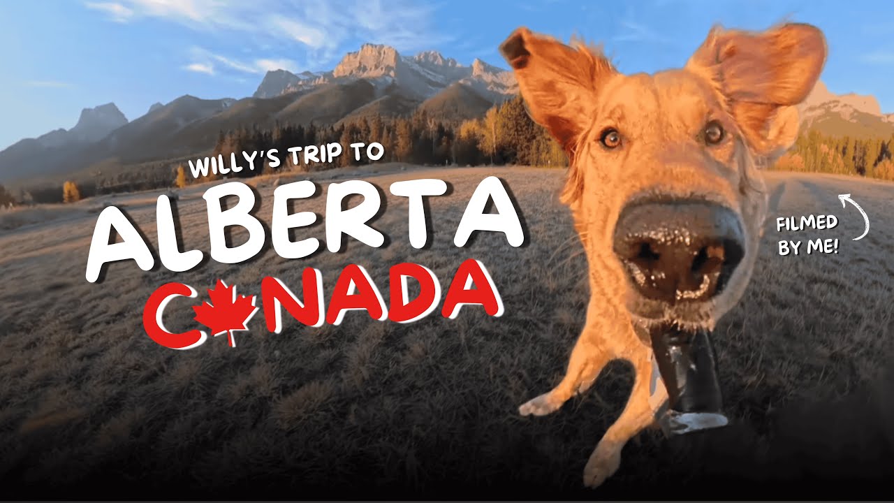 Willy’s Trip to Alberta! | Dog-Friendly Adventure in Banff, Glacier Lakes & Big Mountains