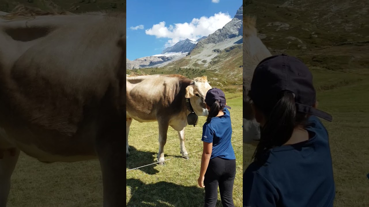 Beautiful cow! #animals #mucca #cow #switzerland