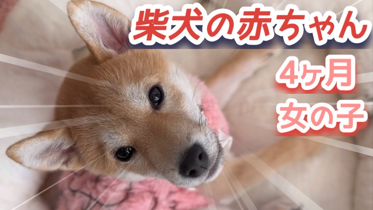 柴犬の赤ちゃんが来た‼️柴犬兄弟に妹ができて柴犬三兄弟の新体制になります  #柴犬  #shibainu 