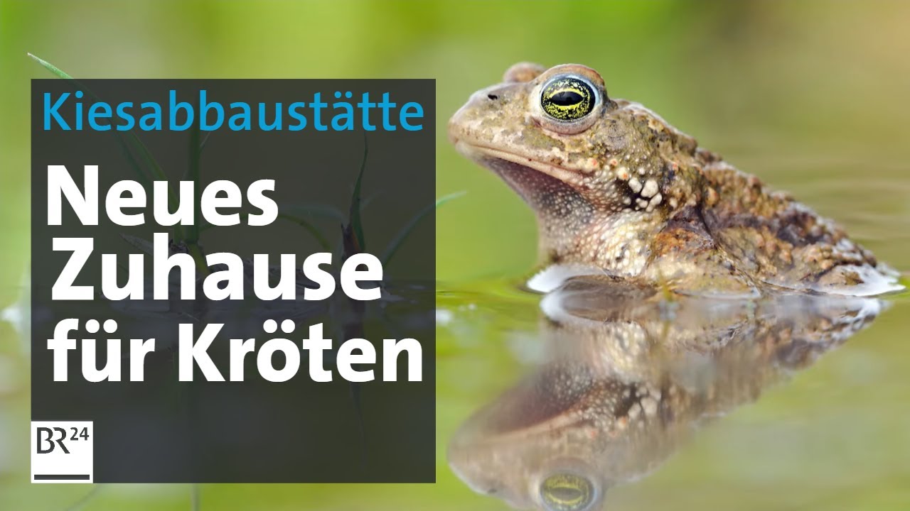 Amphibien-Schutz: Neue Lebensräume in der Kiesgrube | Abendschau | BR24