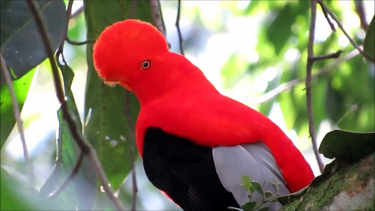 El Gallito de Roca (Rupicola Peruviana) del Municipio de Jardín, Antioquia, Colombia.