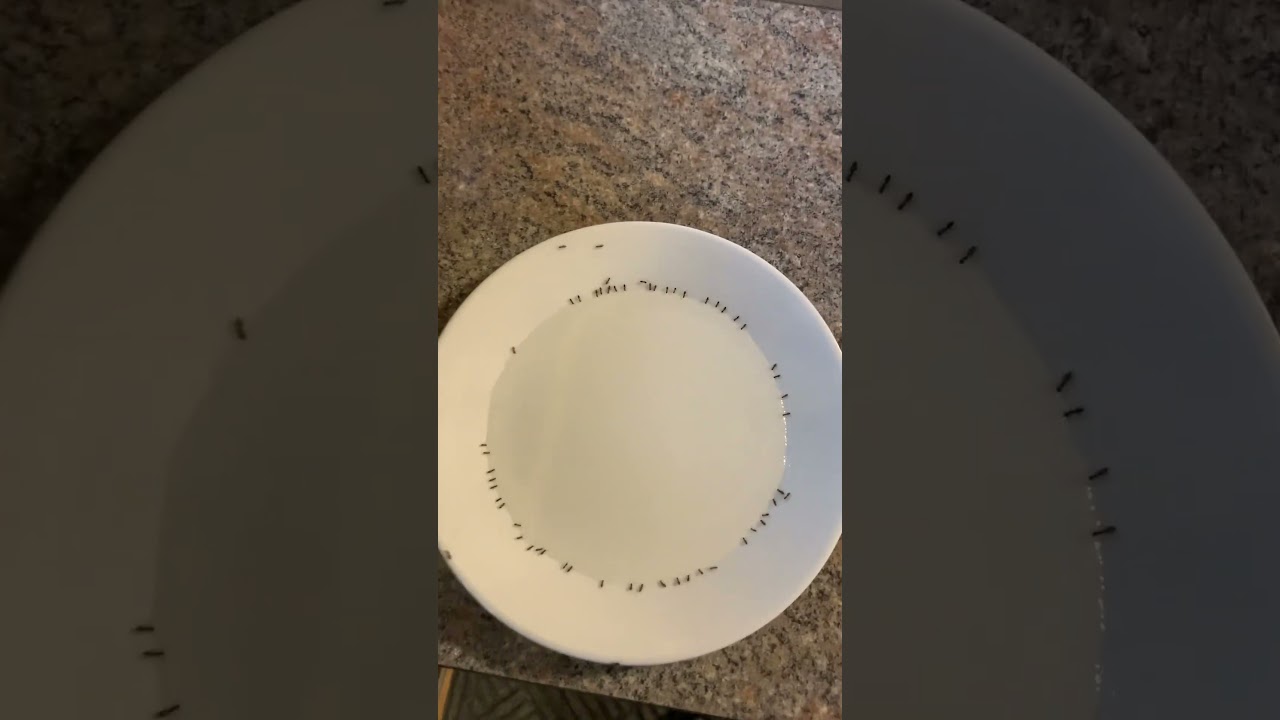 How to get rid of ants 🐜 in your house.