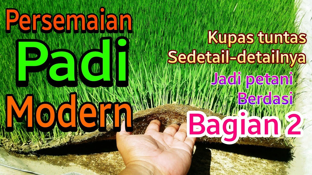 Penyemaian padi modern ||Kupas tuntas || Bagian 2