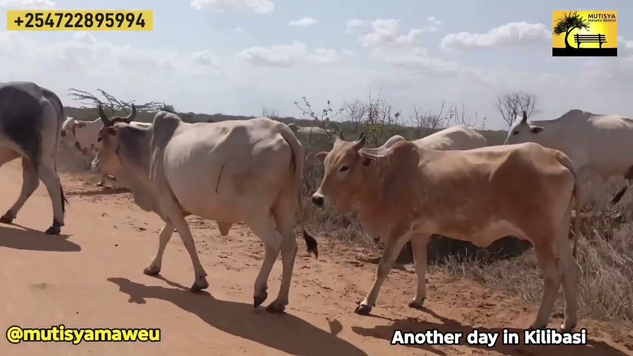 Kamba people investing big time in Kilibasi