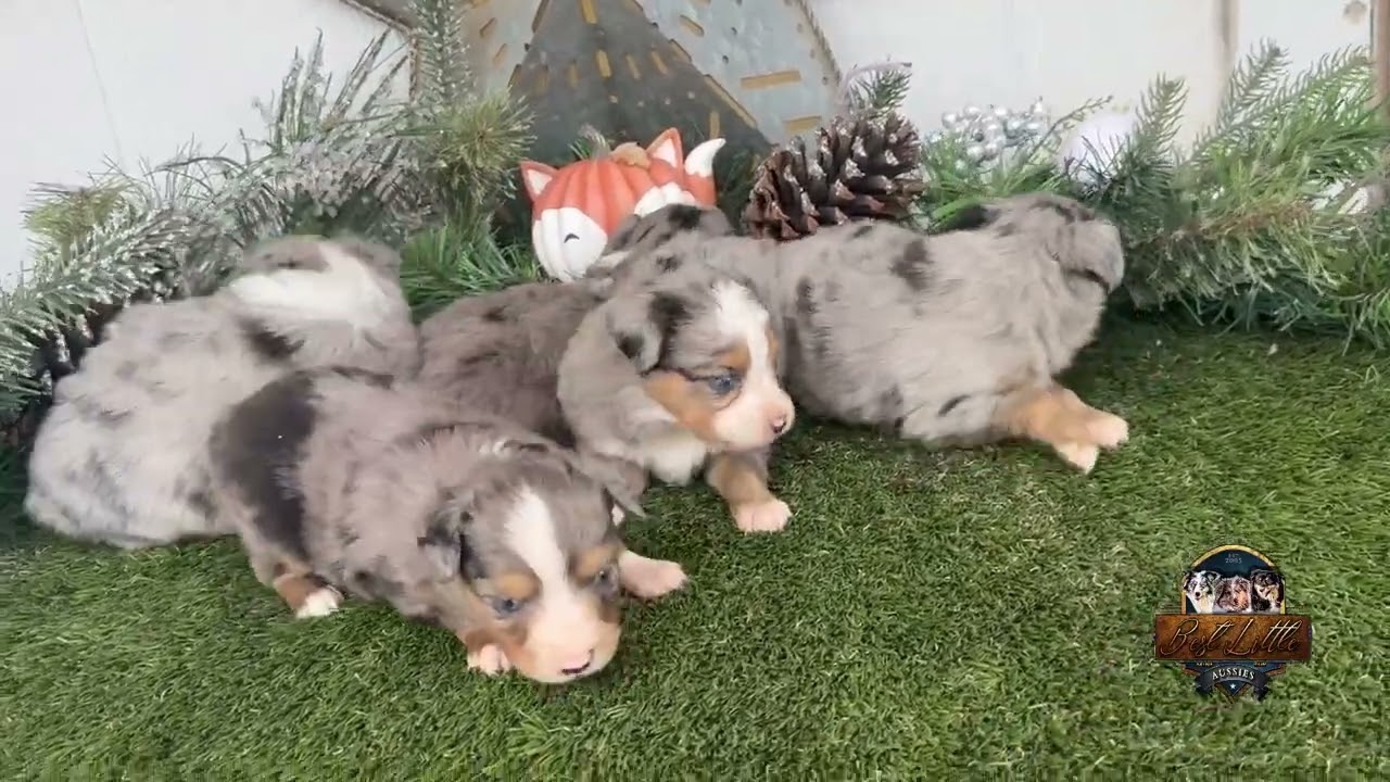 Cosmo & Kami Small Toy Litter 