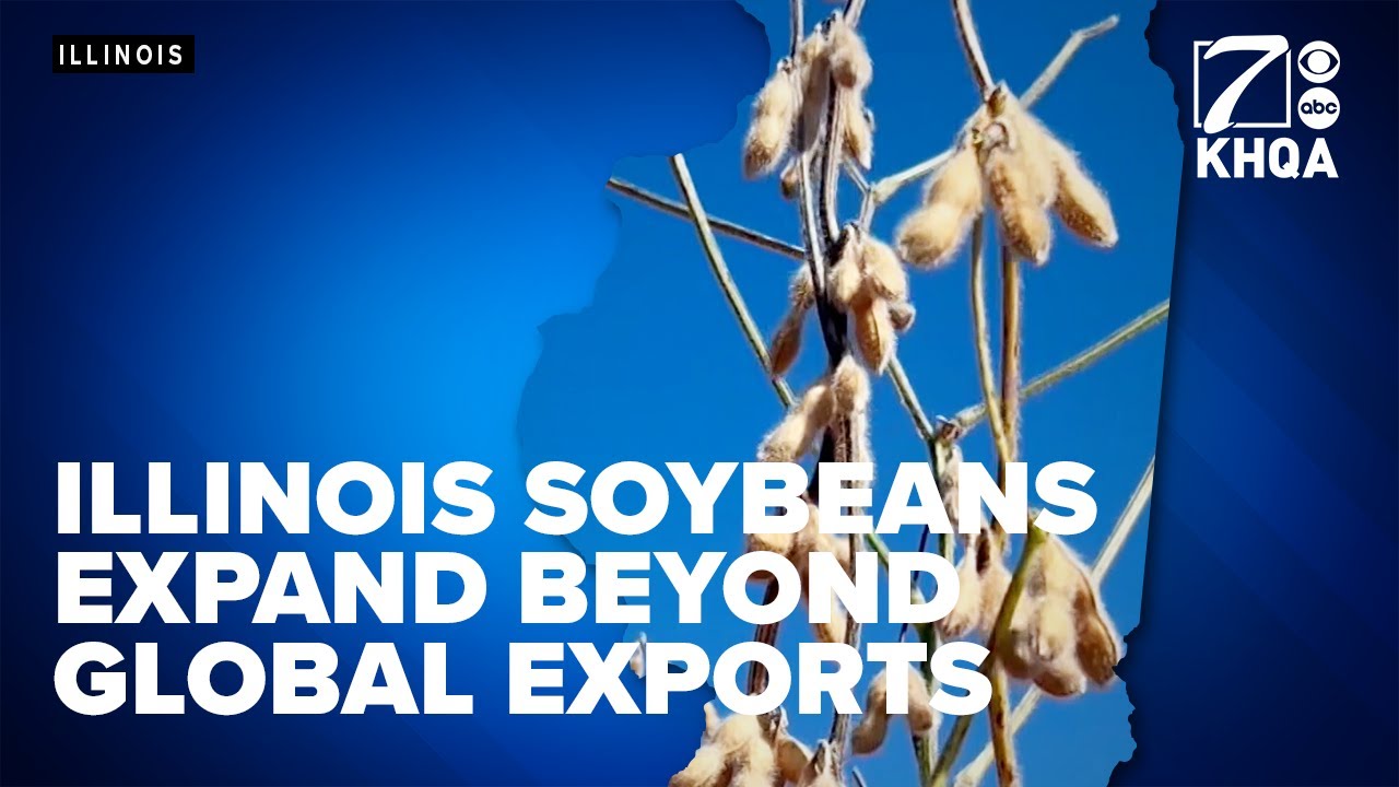 Illinois soybeans expand beyond global exports, finding markets at home