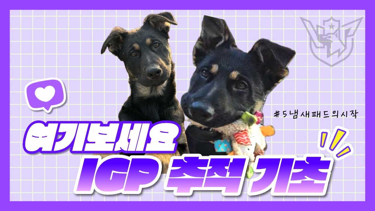 세퍼트 기초훈련5 IGP추적 냄새패드의 시작