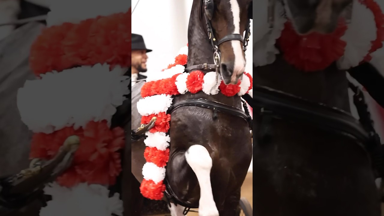 Hubert VDM National Champion! WE DID IT! #dutchharnesshorse #horseshow #stallion #kwpn #stallion