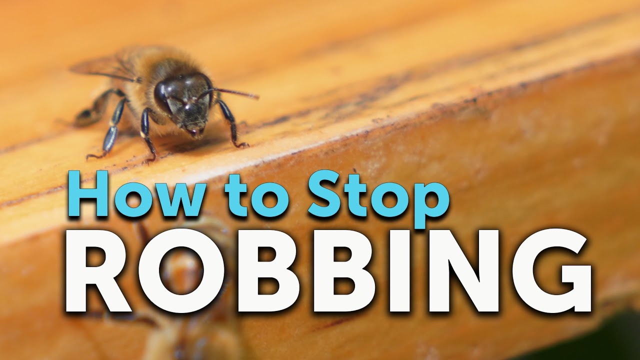 HOW TO STOP ROBBING, Why Beehives Get Robbed, & How to Prevent It