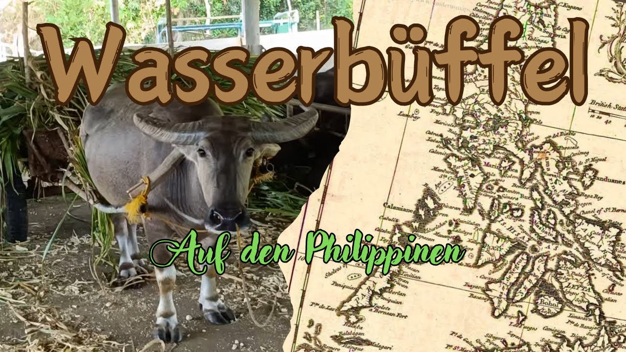 Wasserbüffel Farm auf den Philippinen.