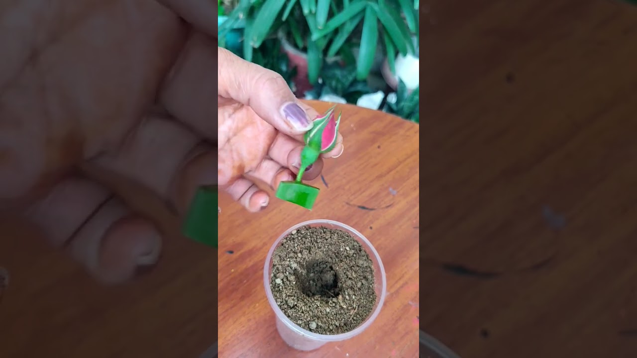 Can rose plant grow from Rose bud 🤔🤔  #viralvideo#viralhacks #viralshorts #gardening101bybabita