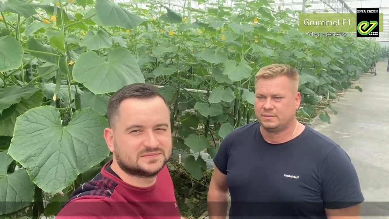 Enza Zaden: Grummel F1 - vlog og&oacute;rkowy odcinek nr 6 🥒