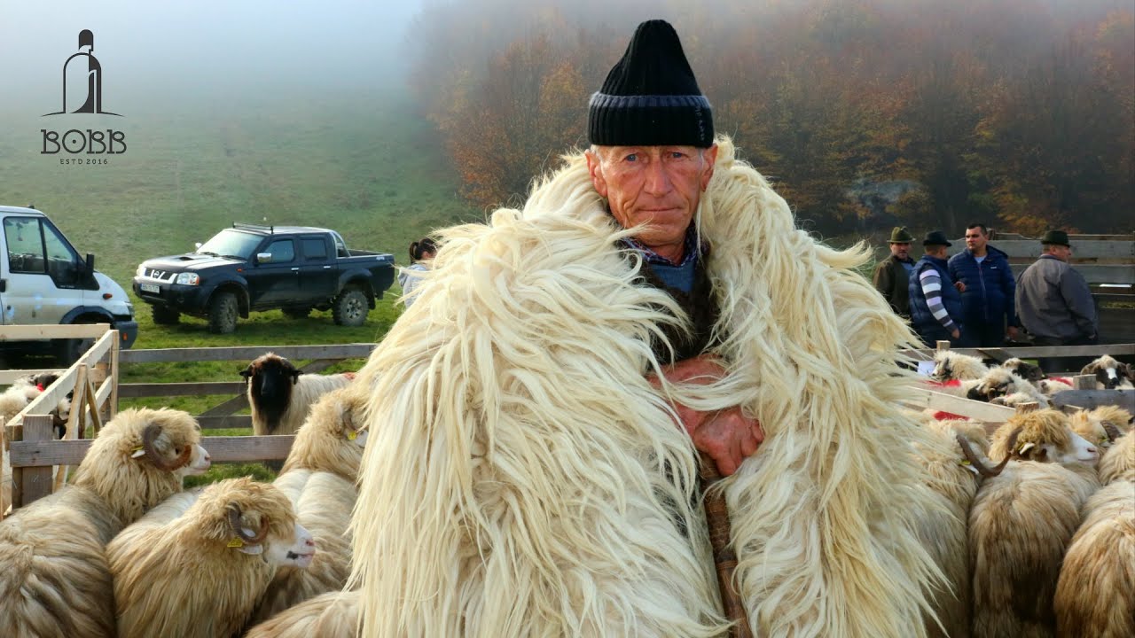 Expoziție de OVINE și CAPRINE de la Năsăud | ANIMALE FOARTE FRUMOASE super video 2022