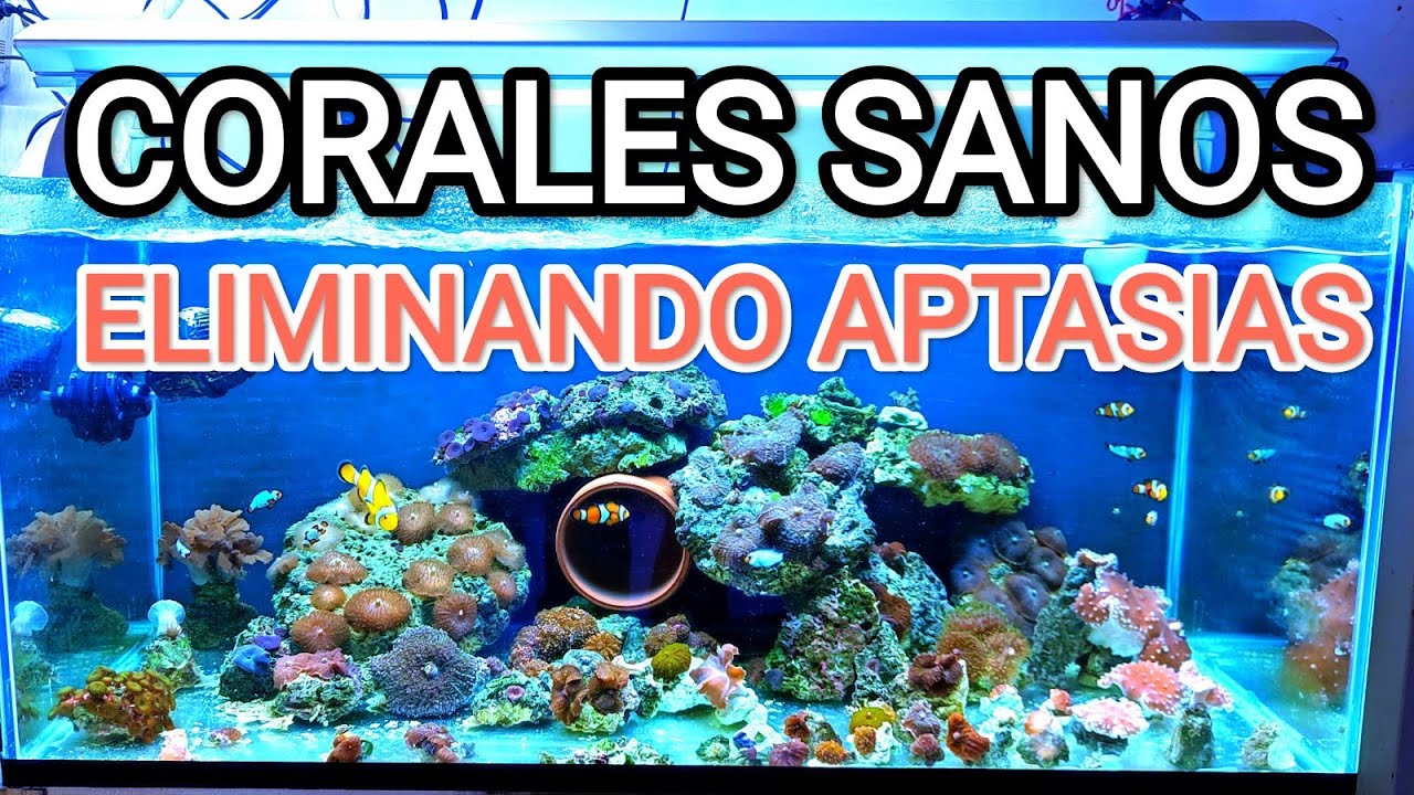 CORALES SANOS Y ELIMINANDO AIPTASIAS