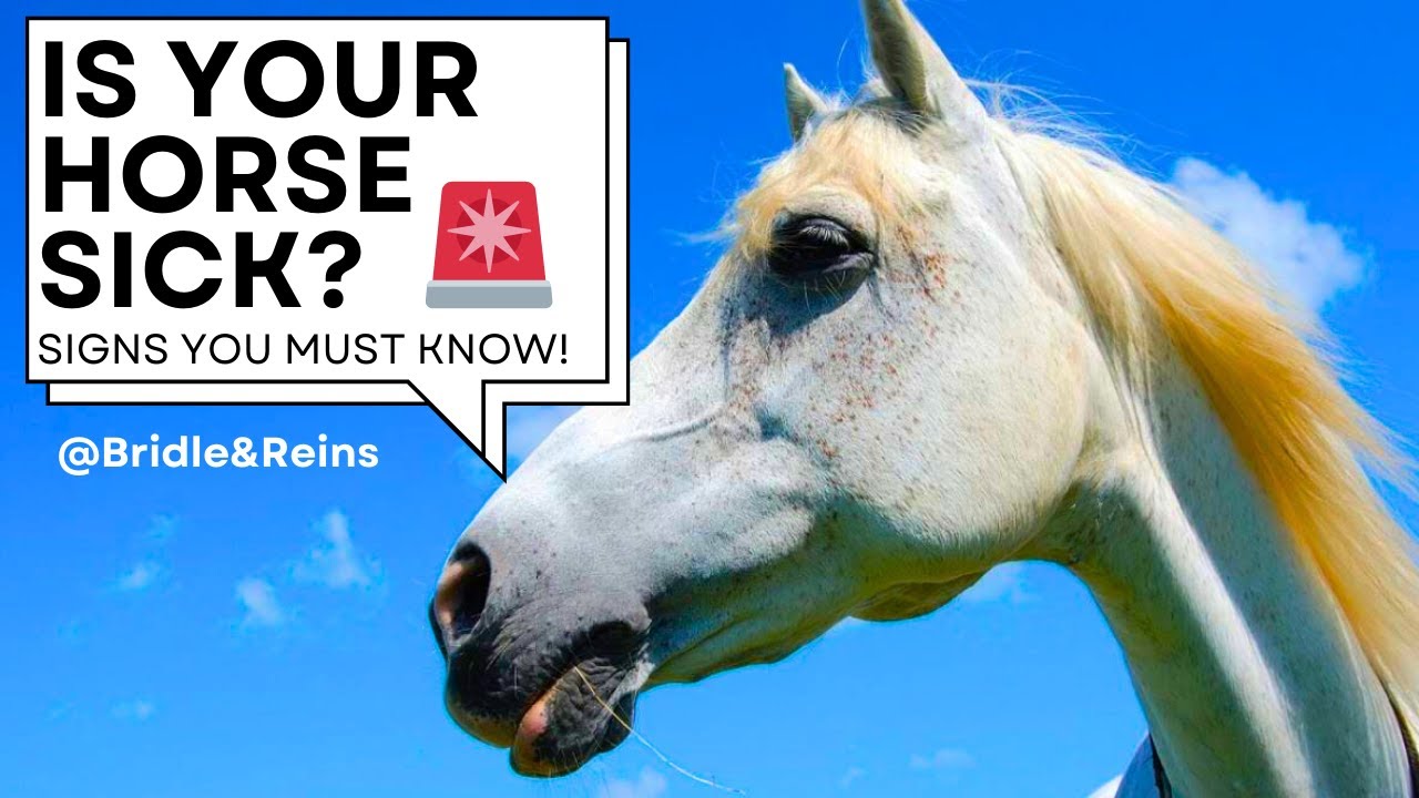 Signs of Health Problems in Horses | How to Spot Illness & Lameness Early