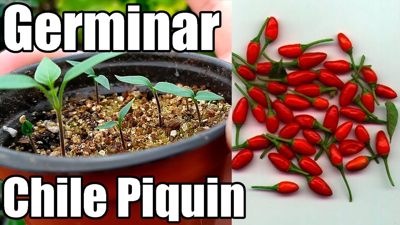 Como Germinar semillas de Chile Piquin || Bananafabric