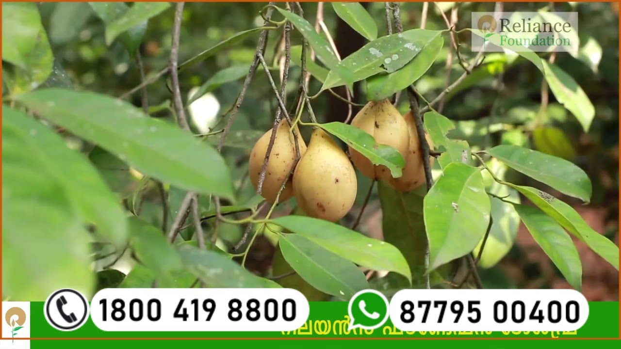 ജാതിയില്‍ വളപ്രയോഗം | Fertilizer Management for Nutmeg Crop