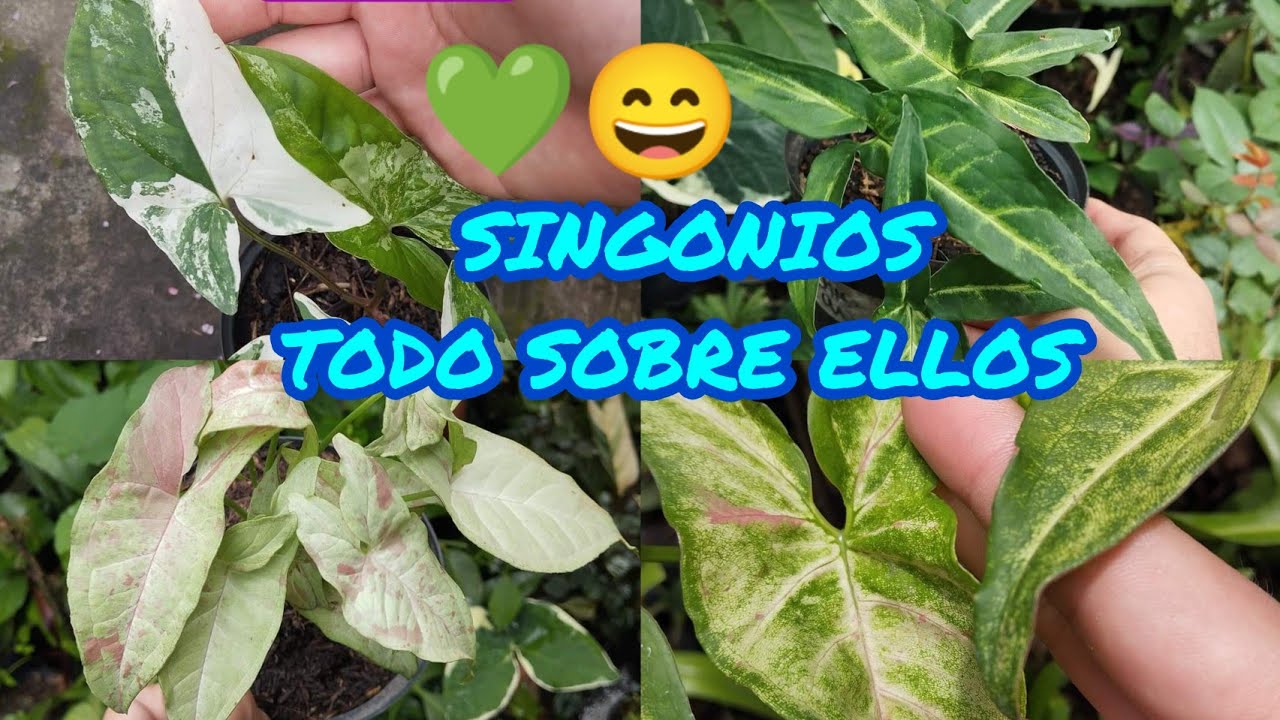 5 VARIEDADES DE SINGONIO O SINGONIUM,HERMOSAS PLANTAS DE INTERIOR § LIZZ Y SU VIVERO