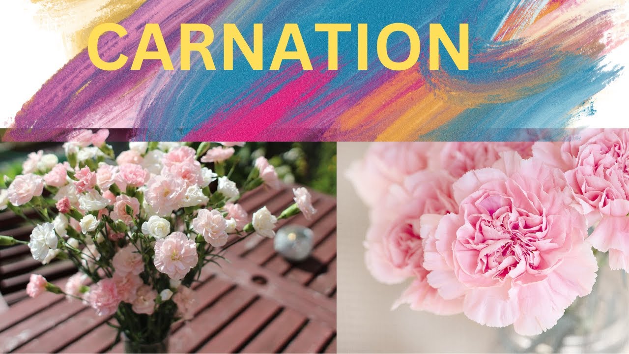 Carnation || All About Carnation Flower  || Natures Beauty