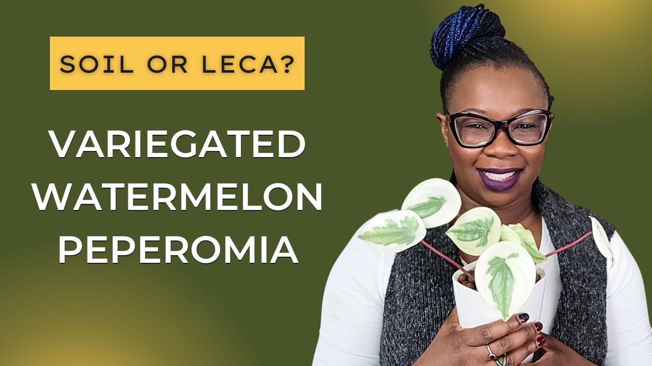 Move Delicate Watermelon Peperomia to leca WITHOUT Killing it -The Leca Queen