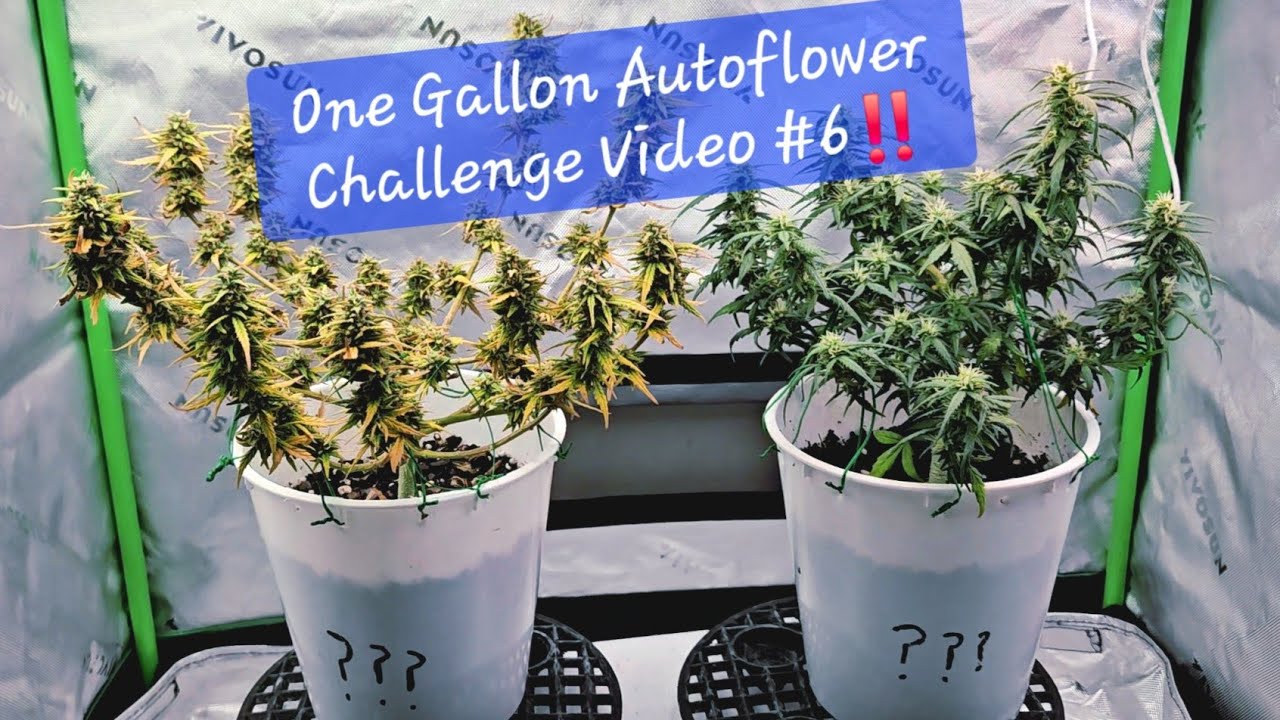 Checking Trichome Profile before harvest! One Gallon Autoflower Challenge Video #6!