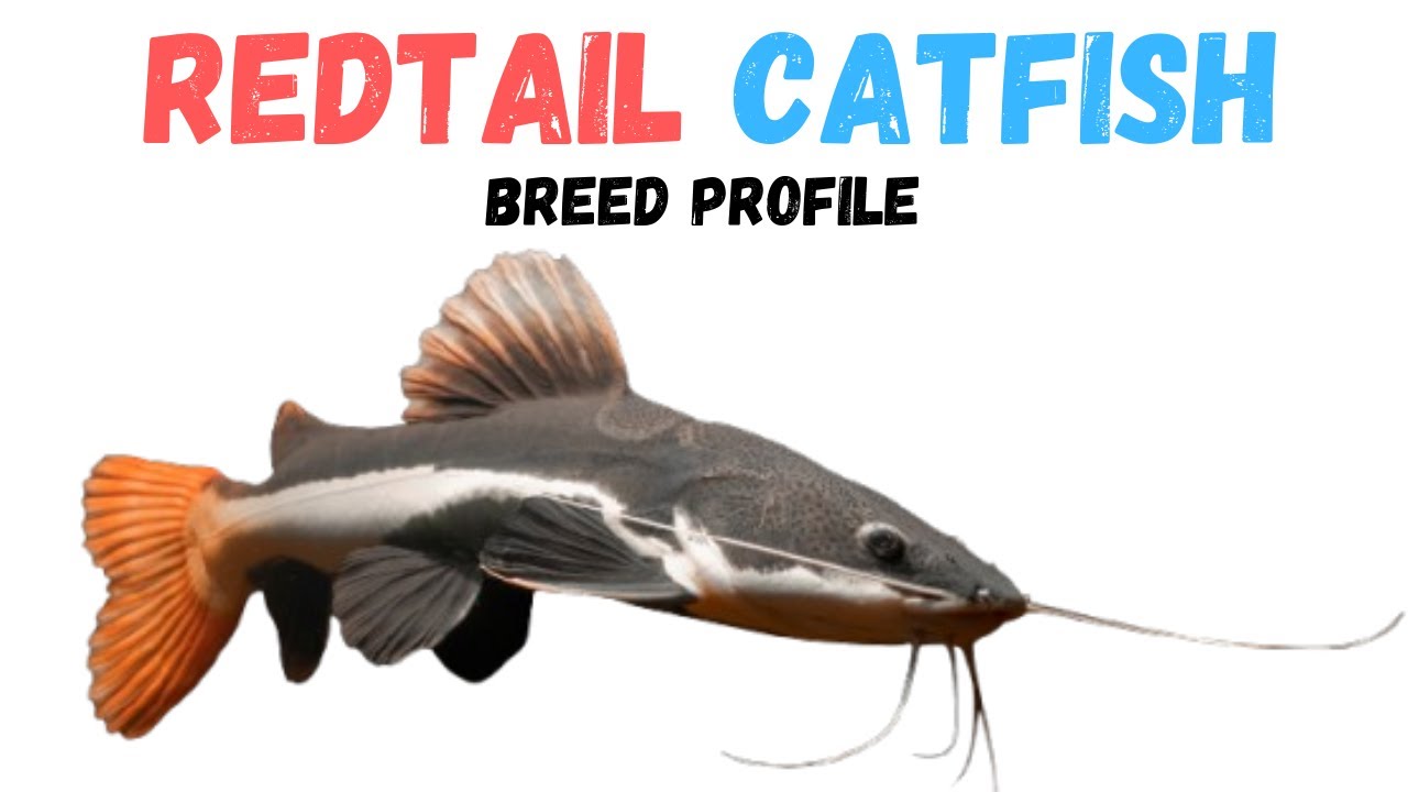 Redtail Catfish Care Guide | Tank Setup Feeding Compatibility & Lifespan