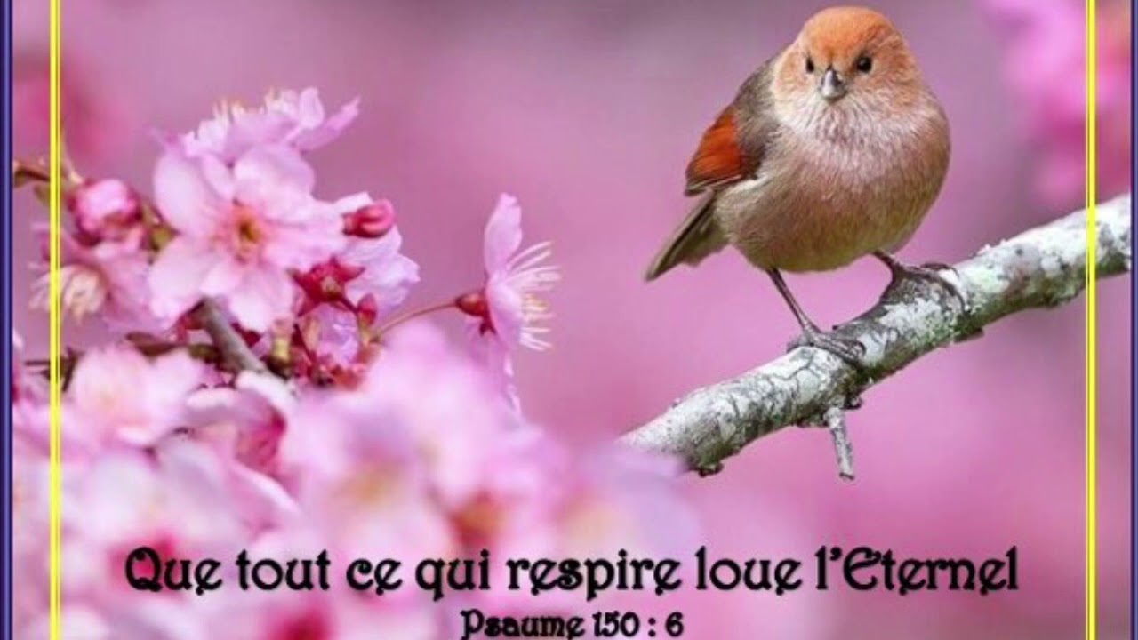 Playback « Que tous ce qui respire »