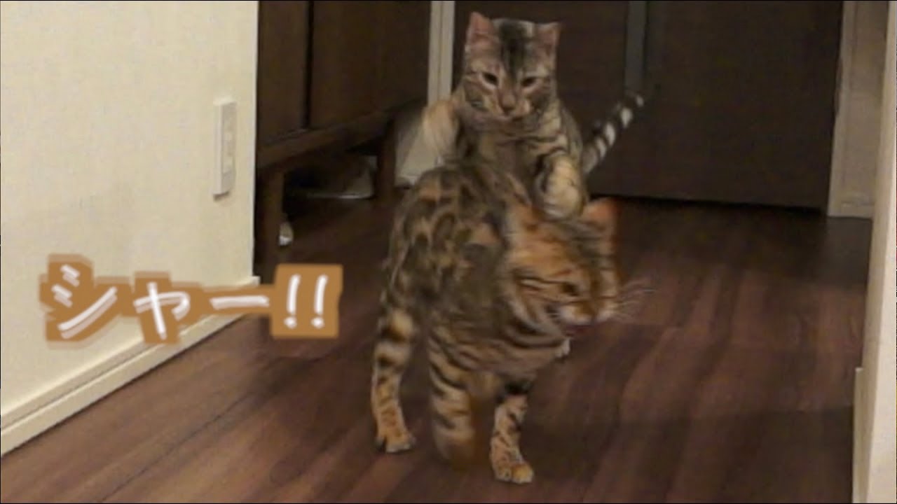 めっちゃキレるロゼとそれを煽るルト