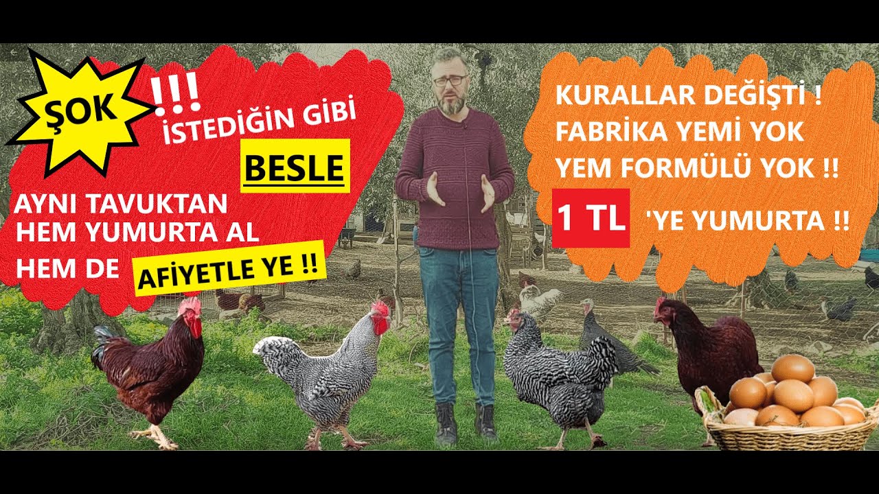 ÖZGÜR GEZEN TAVUKLARDAN YUMURTA TOPLAMA | YEMSİZ HEM YUMURTALIK HEM ETLİK TAVUK YETİŞTİRMEK | #para
