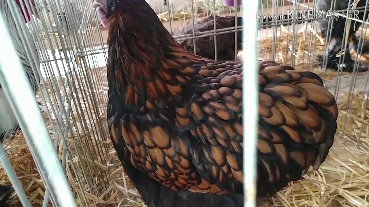 Prva Balkanska izložba živine u Obrenovacu