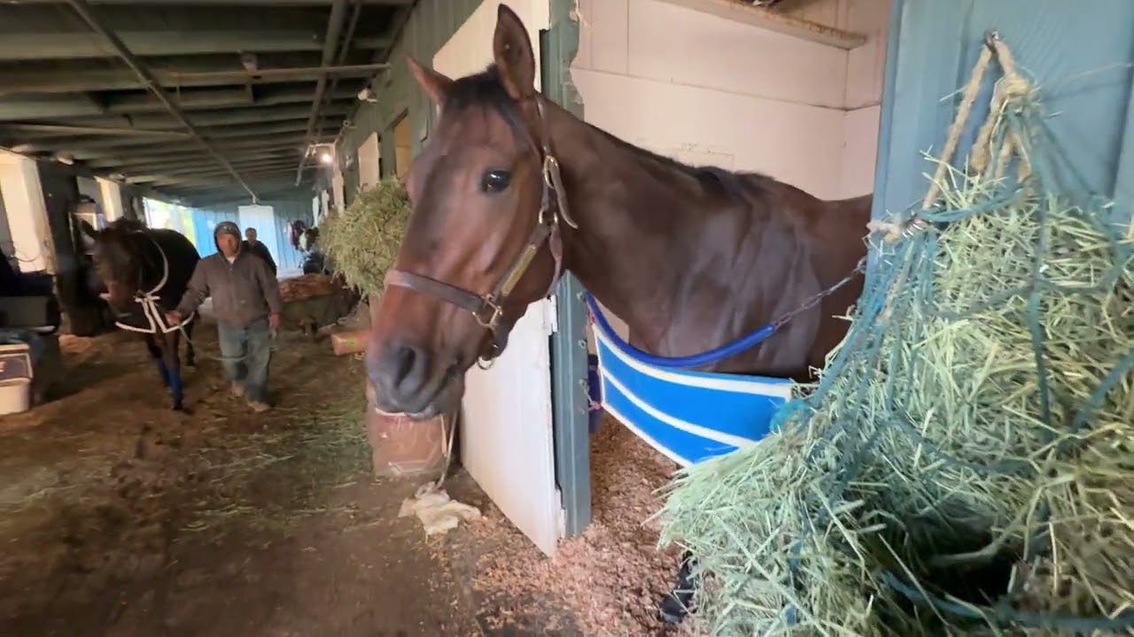 Madonna of Loreto - 1/11 