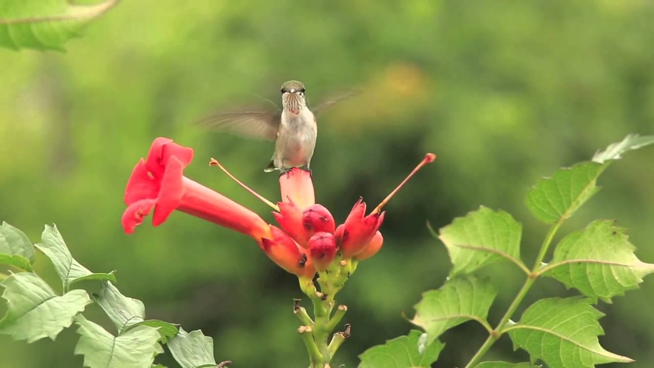 Hummingbirds on Trumpet Vine