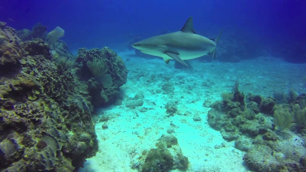 Reef Shark Dives. East End. Grand Cayman