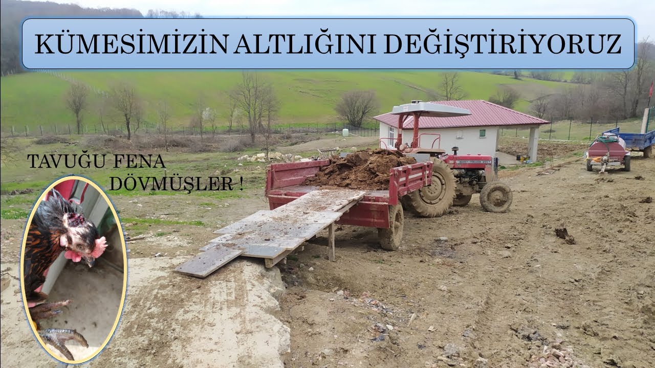 KÜMESİMİZİN ALTLIĞINI DEĞİŞTİRİYORUZ - TAVUĞUMUZU RESMEN RESMEN YEDİLER !