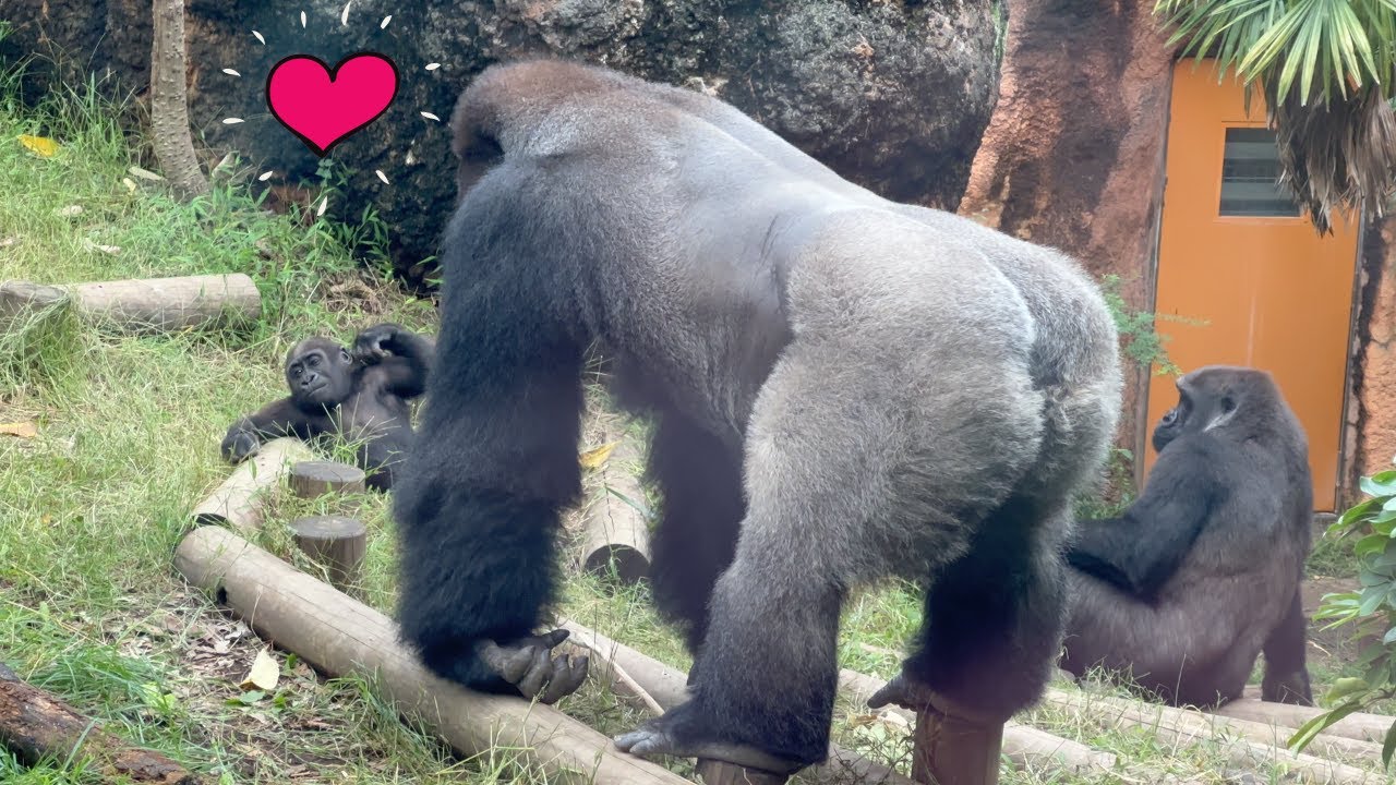 Silverback gorilla Haoko looking at baby gorilla Sumomo 🦍🦍👀 | Gorilla Haoko Troop