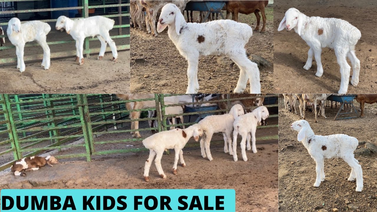 6 Turkey Dumba Kids For Sale At Zaahi Goat Farm Virar @Tips For Goats