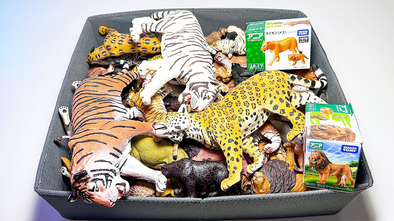 Big Cats Week - Lion, Cheetah, Tiger, Jaguar, Serval, Lynx, Bob Cat, Black Panther, Puma