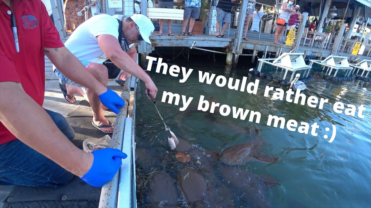 BROWN MEAT & SHARKS EYES