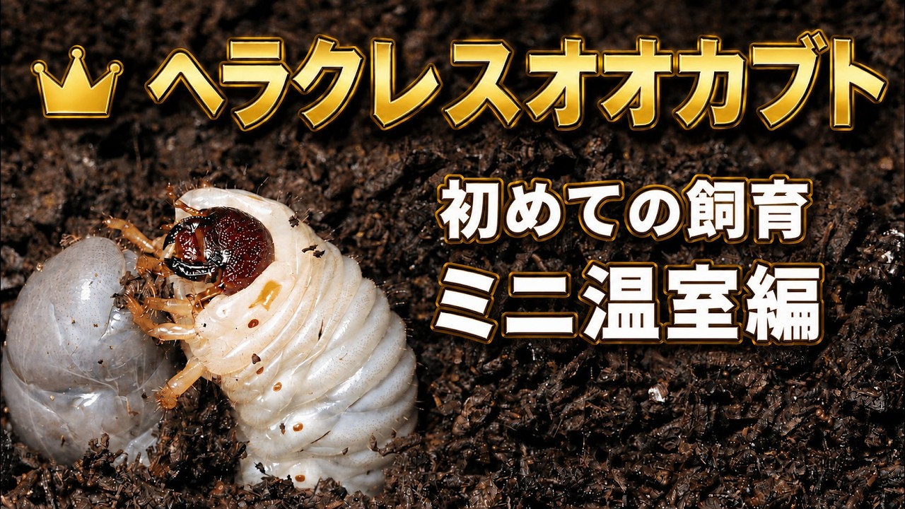 初めてのヘラクレス飼育、ミニ温室作ってみた [2023年最新版]