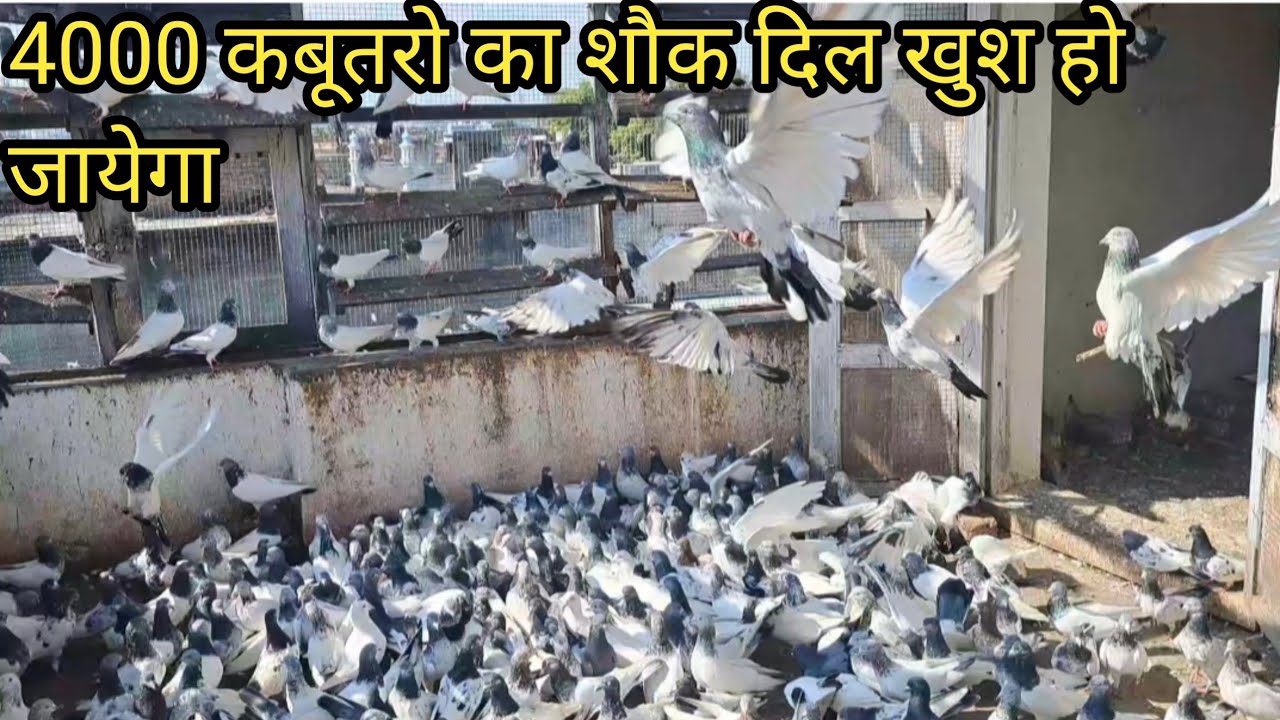 Rampuri Pigeon | by Ustad Mumtaz Ghani Khan | Rampuri Kabootar