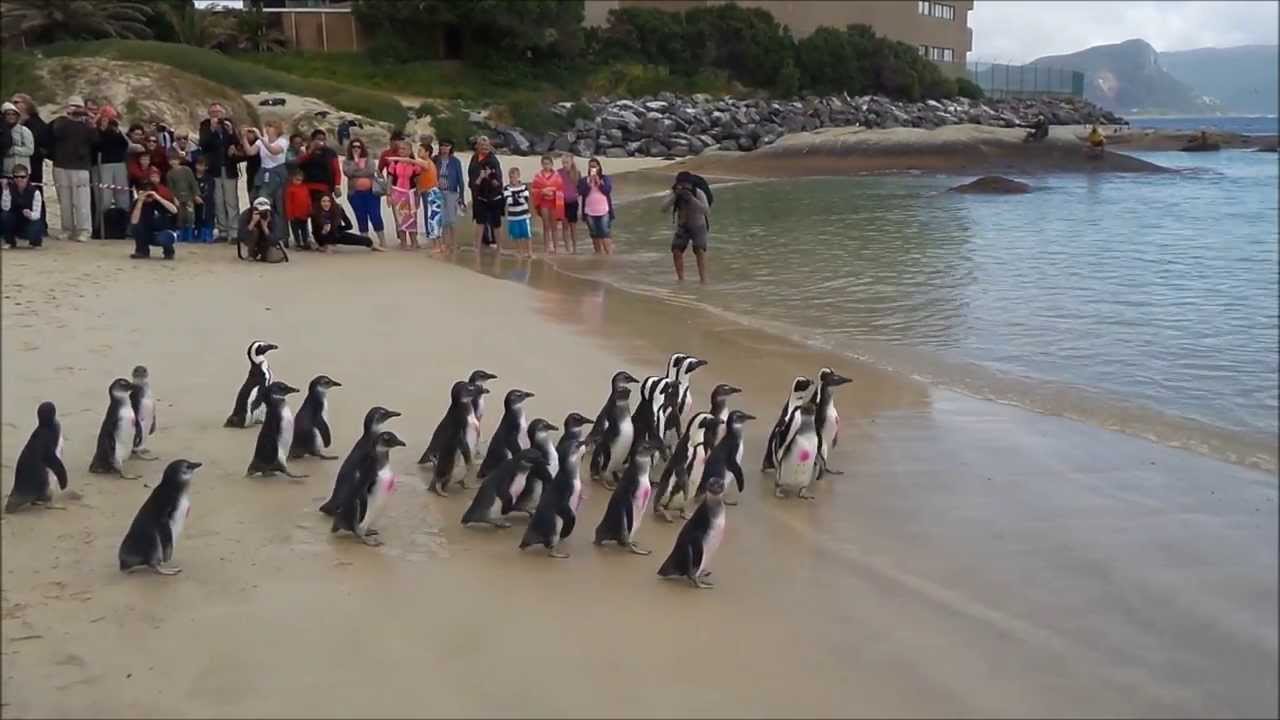 African Penguin Day