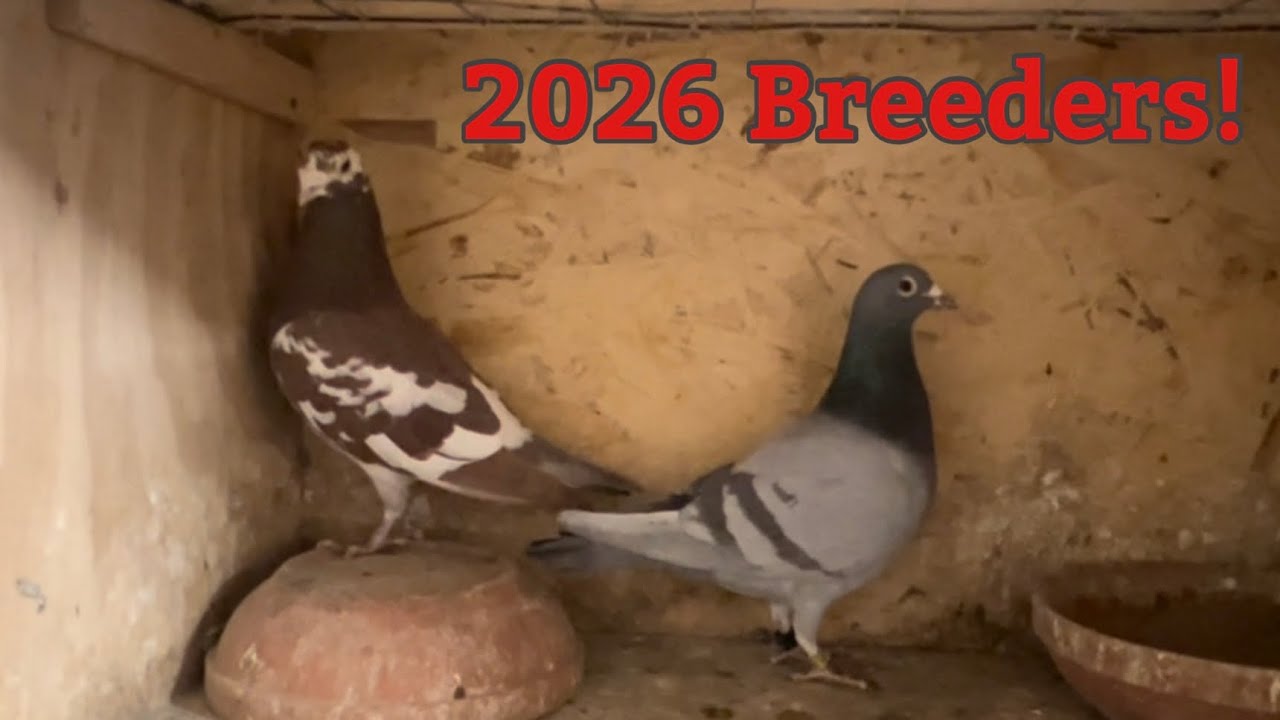 2026 Breeder line up!!     