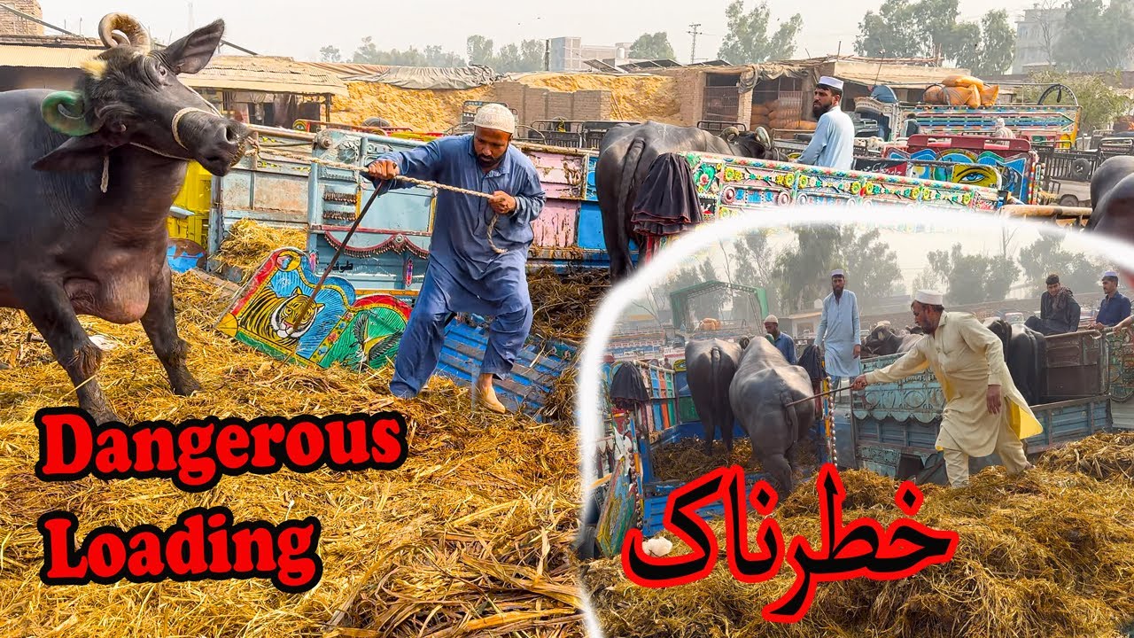 Dangerous Loading Of Baffallo  Kala Mandi | Kala Mandi 2025