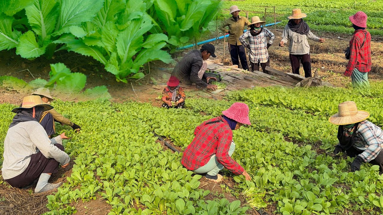 ល្អខ្លាំងណាស់ ចំការបន្លែដែលបងប្អូនជនភៀសសឹកបានដាំ